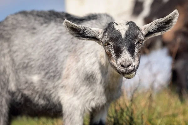 Jeune Chèvre Fait Intelligent Visage Interrogatoire Regarder Caméra — Photo