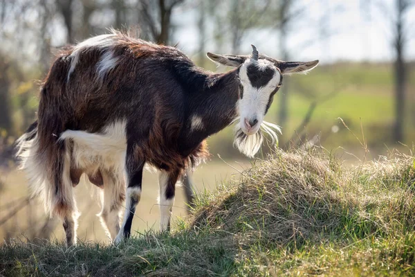 Dark Brown Goat One Horn Large Beard Grazing Hill Rural — Stock Photo, Image