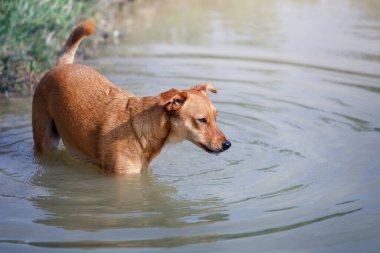 Yaz zamanı gölde yürüyen kızıl bir köpek. Suyu seven mutlu köpek özel bahçede özgürlüğün tadını çıkarıyor.