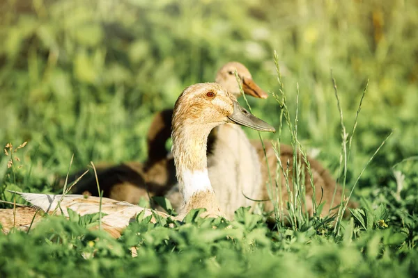 Grupo Patos Marrons Descansando Grama Dia Quente — Fotografia de Stock