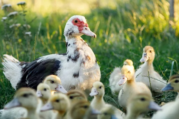 Pato Almíscar Pontilhado Perto Com Seus Filhotes Fundo Desfocado Verde — Fotografia de Stock