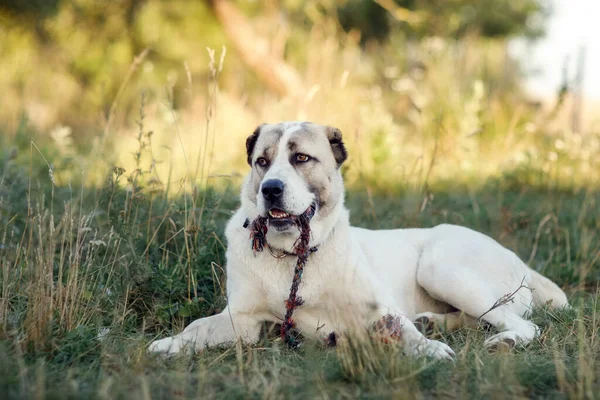 Asian Shepherd Dog Relaxes Grass Holds Rope Jaws — ストック写真