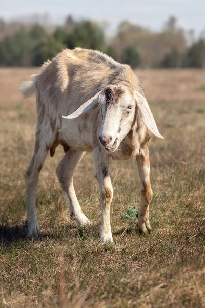 Yazın Kuraklık Sırasında Çayırda Yaşlı Hastalıklı Bir Keçi — Stok fotoğraf