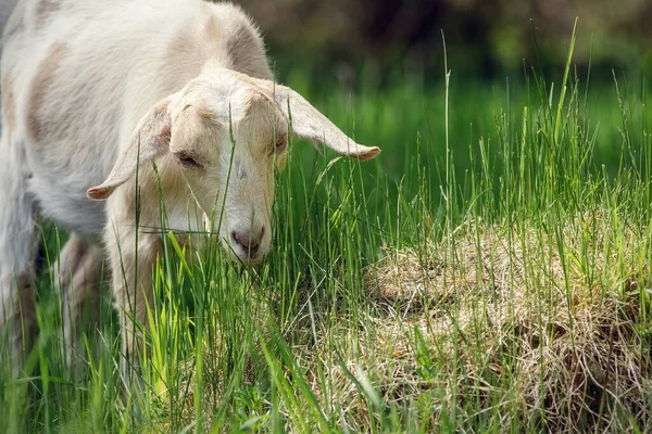 White Goat Grazes Feeds Fresh Green Grass — стоковое фото