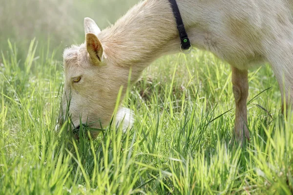 White Goat Horns Eats Fresh Green Grass Close Portrait Side — Stock Photo, Image