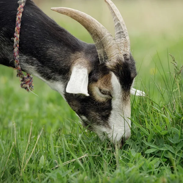 Retrato Cerca Una Cabra Cachonda Comiendo Trébol Fresco Pastoreo Cabras —  Fotos de Stock