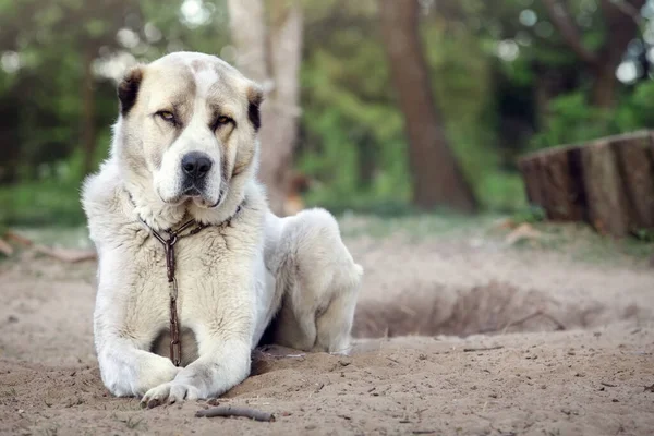 White Dog Lies Looks Camera Curiosity Watchdog Central Asian Shepherd — ストック写真