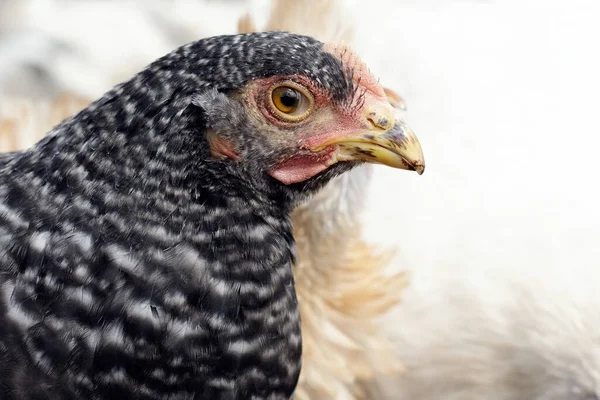 Free Range Black Speckled Chicken Portrait Farm Summer Time Concept — Stock Photo, Image