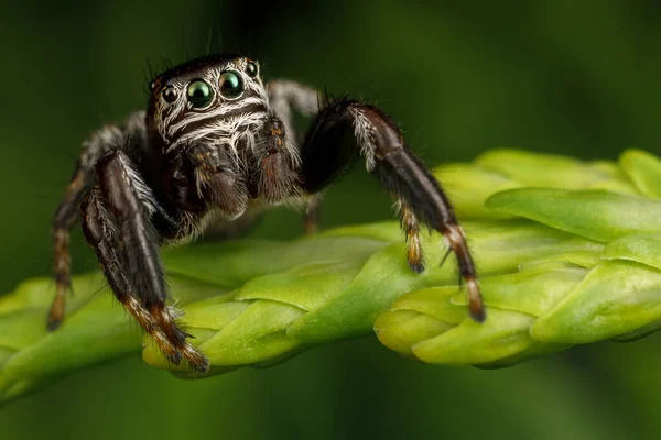 Espetacular Aranha Saltando Senta Uma Extremidade Thuja Galho Mostra Olhos — Fotografia de Stock