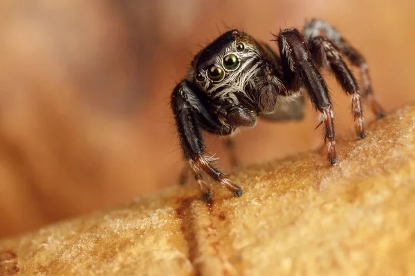 Ação Incrível Aranha Pulando Uma Casca Bétula Bela Cena Natureza — Fotografia de Stock