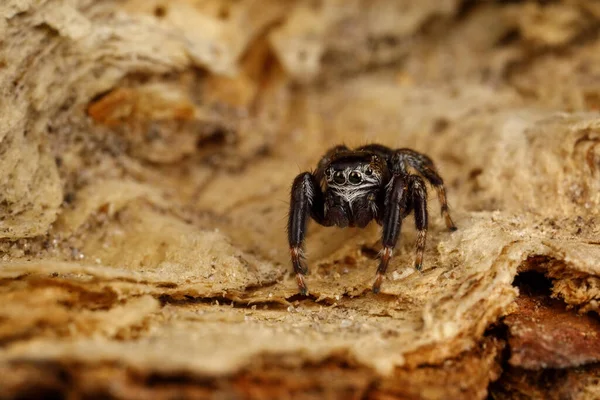 Spectacular Jumping Spider Sits Birch Tree Peel Dangerous Predator Nature — стоковое фото
