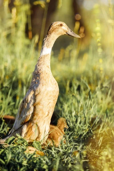 Indian Runner Duck Anas Platyrhynchos Domesticus Θηλυκό Καφέ Ράμφος Στέκεται — Φωτογραφία Αρχείου