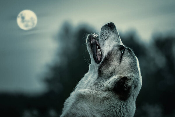 Toning photo with big young Central Asian Shepherd dog looking to the moon, like a wolf and howl