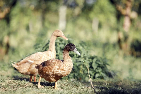 Couple Canards Domestiques Coureurs Indiens Anas Platyrhynchos Domesticus Sur Herbe — Photo