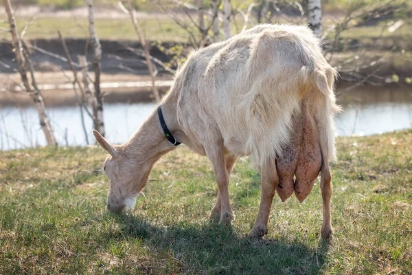 Kocaman Memeleri Olan Yetişkin Bir Keçi Göletin Yakınındaki Bir Çayırda — Stok fotoğraf
