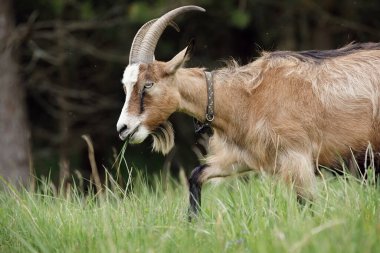 Kahverengi, uzun saçlı, sakallı ve büyük boynuzlu keçi ağzında yeşil otlarla karanlık bir ormanın yakınındaki çayırlarda gezinir..