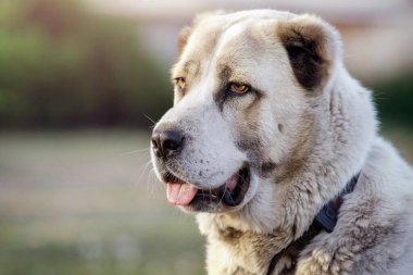 Dilini gösteren Asyalı bir çoban köpeğinin yakın plan portresi..
