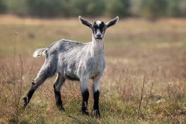 Young Gray Goatling Stands Dry Meadow Looking Camera — Fotografia de Stock