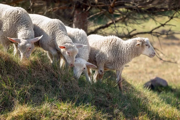 Μια Ζεστή Και Ξηρή Καλοκαιρινή Μέρα Τέσσερα Πρόβατα Κατεβαίνουν Ένα — Φωτογραφία Αρχείου