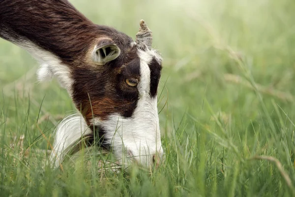 Dark Brown Goat White Beard One Horn Eats Grass Free — стоковое фото