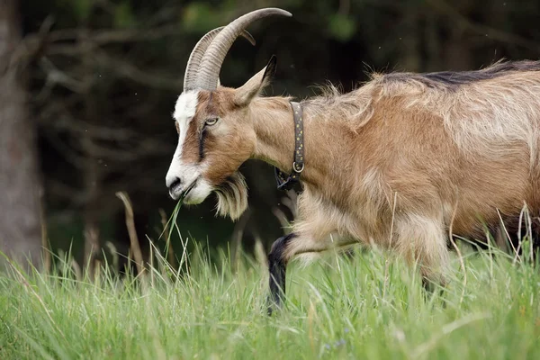 Kahverengi, uzun saçlı, sakallı ve büyük boynuzlu keçi ağzında yeşil otlarla karanlık bir ormanın yakınındaki çayırlarda gezinir..