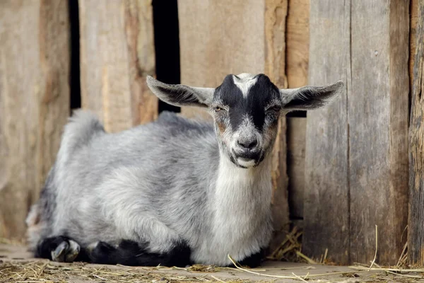 Gray Goatling Lies Ground Barn Arbor Made Old Boards — стоковое фото