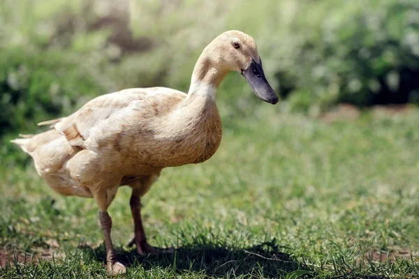 Indian Runner Duck Decorative Meat Eating Duck Popular Poultry Farmers — Stockfoto