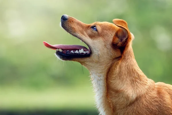 Schönes Orangefarbenes Hundeporträt Von Der Seite Mit Offenem Maul Das — Stockfoto