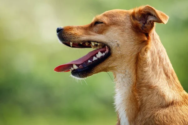 Glückliches Porträt Eines Ingwerhundes Von Der Seite Mit Offenem Mund — Stockfoto