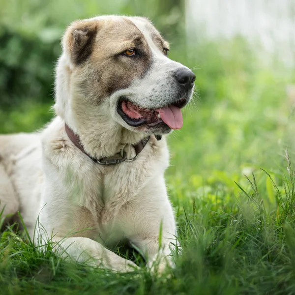フレンドリーな中央アジアの羊飼いの犬のプロフィールの肖像画光緑輝く草の背景 — ストック写真