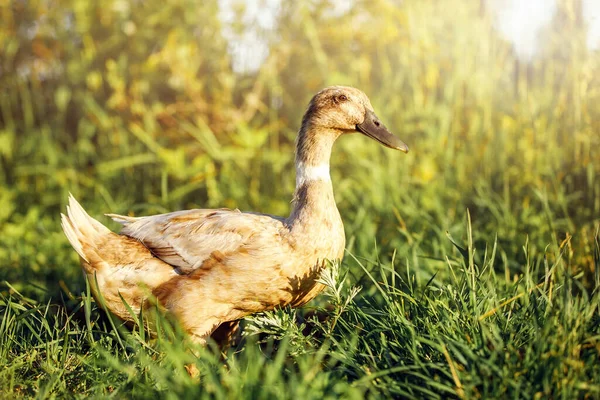 印度小鸭在暮色中蹲在草地上 — 图库照片
