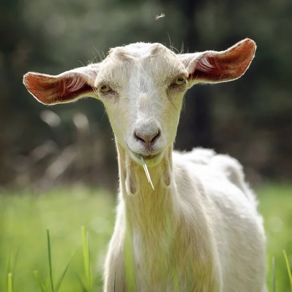 一只长着大耳朵 嘴里衔着草的白山羊看着摄像机 绿色模糊的森林背景 炎热的天气 头顶飞翔 — 图库照片