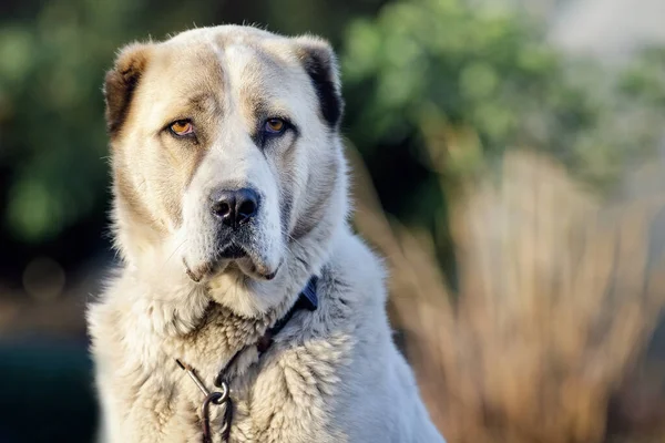 Asian Shepherd Dog Looking Straight Viewer Serious Expression Blurred Nature — ストック写真