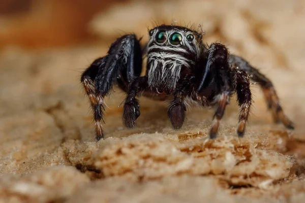 Ação Incrível Aranha Pulando Uma Casca Bétula Bela Cena Natureza — Fotografia de Stock