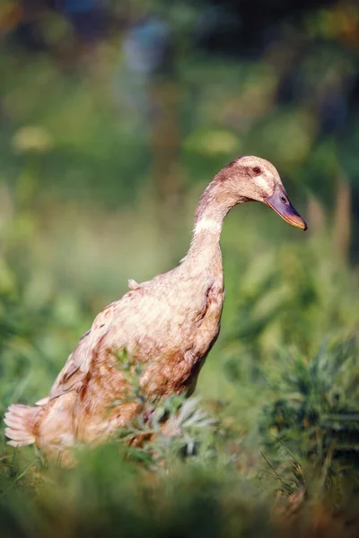 Lone Brown Indian Runner Duck Looking Food Grass — ストック写真