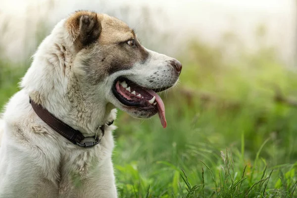 Дружелюбный Центральноазиатский Портрет Собаки Овчарки Светло Зеленом Фоне Травы — стоковое фото