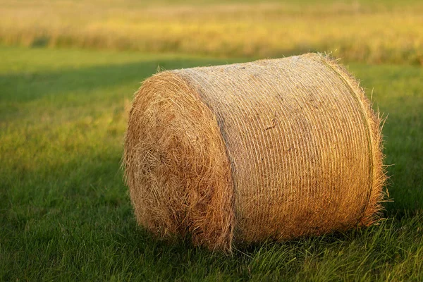 Roll Hay Lying Autumn Sun Mown Field — Stock Photo, Image