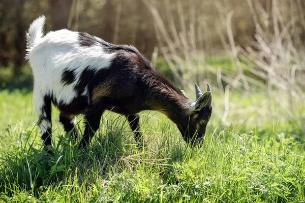 Goat Black Front White End Grazes Green Meadow Forest Eats — Photo