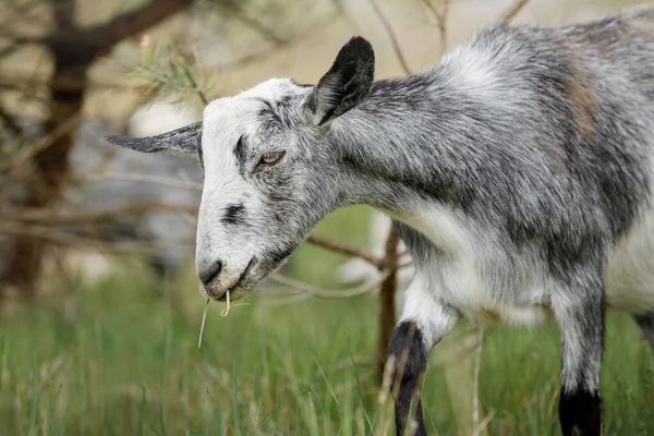 Gray Goat Grass His Mouth Background Dry Coniferous Tree Branches — стоковое фото