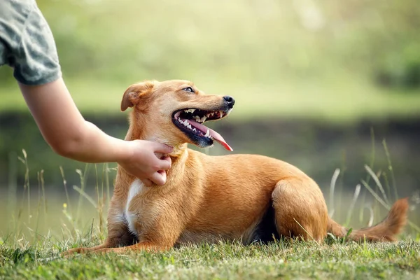 Ginger Puppy Lying Green Grass Pet Owner Caress Puppy Neck — Stock Photo, Image