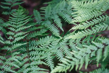 Eğreltiotu arka plan bırakır. Ormanda yetişen koyu yeşil eğreltiotu yapraklarına yakın. Yukarıdan ateş edildi
