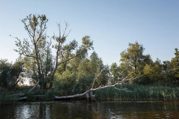 Lanskap Dari Tepi Sungai Dengan Pohon Jatuh Kering Dan Satu — Stok Foto