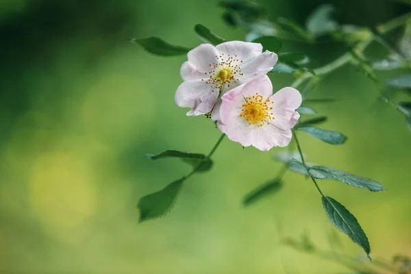 Närbild Skott Rosa Nypon Blommor Med Ljusa Gröna Blad Som — Stockfoto
