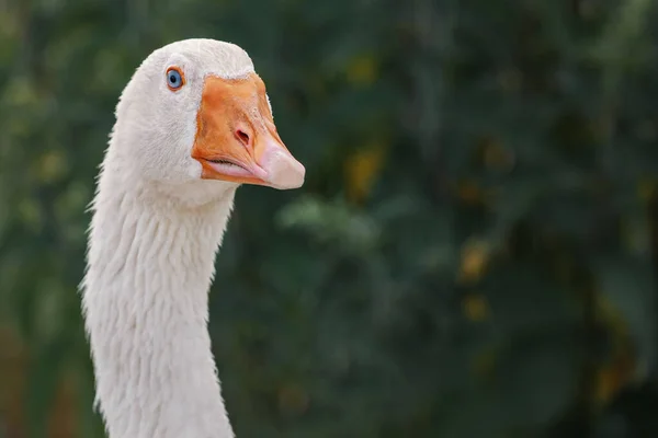 Close Portrait Domestic White Goose Dark Background Agriculture Concept — Stock Photo, Image