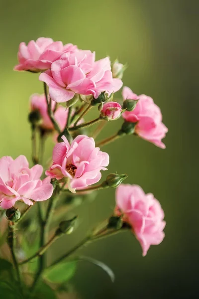 Όμορφο Ροζ Τριαντάφυλλο Polyantha Επίσης Γνωστή Fairy Rose Ανθίζει Στον — Φωτογραφία Αρχείου