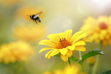 Sarı Echinacea çiçeklerinin yapraklarından arı uçar. Harika ve göz kamaştırıcı bulanık, güneşli, açık hava arka planı hediye kartı için mükemmel..