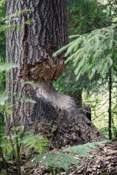 Huge tree after being bitten by a wild forest beaver