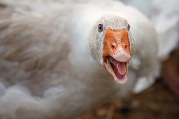 Beak and Face of White Goose. The duck is aggressive she is angry and hissing