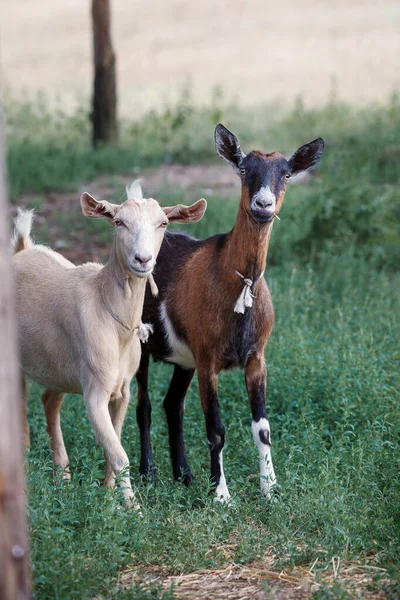 Deux Blanc Brun Très Prudents Jeunes Chèvres Dans Une Prairie — Photo