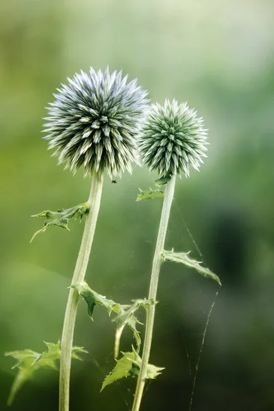 Zwei Stachelige Eryngium Blütenköpfe Auf Dunkelgrünem Verschwommenem Hintergrund — Stockfoto